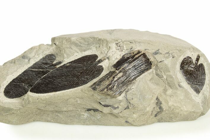 Carboniferous Fossil Fern (Neuropteris) Plate - France #338433